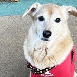 元保護犬のHanaちゃん