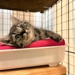 お家に迎えられたペッコくん。暖かくてご飯も美味しくて快適みたい