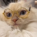 何に似てる?(「ぽてこゆこめ+うな」さん提供、Twitterよりキャプチャ撮影)