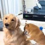 ゴールデン犬の背中をほりほりする豆柴がInstagram上で話題に(「うにandおから」さん提供、Instagramよりキャプチャ撮影)