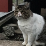 ボスのような風格からボブくんと名付けたという(提供:野良猫ボブさん)