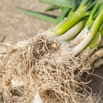 ネギの根っこ…捨ててませんか?(kikisora /stock.adobe.com)