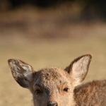 虹の橋を渡ったこつぶちゃん(川地祥介さん提供)