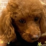 はじめての譲渡会でのゆずちゃん。緊張していました