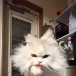 スーパーサイヤ猫が自らボロモップに!Twitter上で話題に(ネコランドさん提供、Twitterよりキャプチャ撮影)