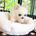 ロンちゃんに新しい家族が見つかりました