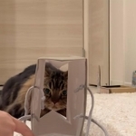 良さげな紙袋発見!…と飛び込んだ猫さんですが!?(マンチカンのアーサーさん提供 ※動画よりキャプチャ)