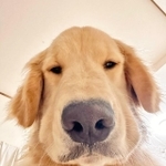 「もう朝だよ~!」=大型犬カフェGRAND MOU《ぐらんむー》さん(GrandMou_)提供