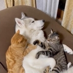 「両手に猫」のハスキー犬が話題 フカフカ腹毛でくつろぐ猫さん「Yogiboより気持ちいいYukibo」いつも”ママ”にべったり