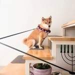 スタイリッシュな「拒否柴」姿 (画像提供:柴犬ももっぷ クロアチアさん)