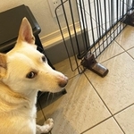 保護犬カフェPETSの看板犬・かりん(メス)