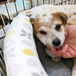 野犬から生まれた推定2歳の保護犬・ショウくん