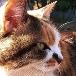 『「猫柄図鑑」にゃんこの柄のすべてがわかる』より