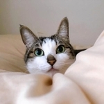 非の打ちどころの無い美人=napo_napo_さん提供