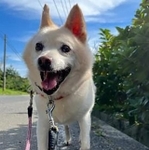 おさむのようなワンコが一頭でも多く増えますように!