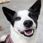 ピースワンコで生まれたワンコ・ミルク