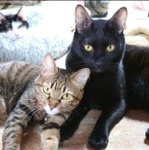 年子だが、母猫は同じ。右側がトマトくん、左側がイチちゃん=gatita_himawariさん提供