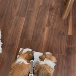 よいしょ!よいしょ! (画像提供:空飛ぶシーズー奈々さん ※動画よりキャプチャ)