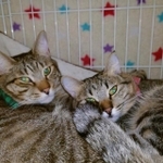 ナッツくん(左)、ベリーちゃん(右)=gatita_himawariさん提供