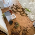 大惨事になってしまった部屋、犯ニャンは…(画像提供:りっこさん)