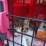 元気に暮らしているという=トイプードルと猫さん(@S07M0501)提供