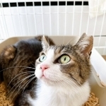 おじいさんを見つめるのりこちゃん=雨と雪さん(@63NiY6yY7YDHiYk)提供