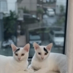 2匹あわせて「八の字」まゆ毛に! (画像提供:なんだその模様---さん)