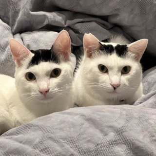 ロンくん(左)とライくん(右)、ふたりともおにぎりに似てる?