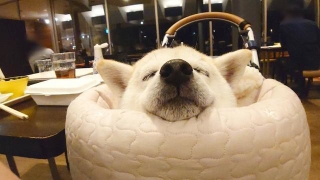 スヤァ……(画像提供:くーさんママさん @kukuri_shibainu)