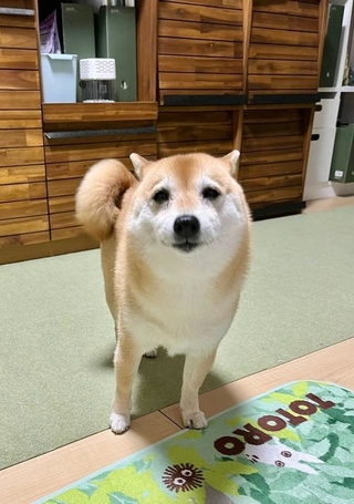 お耳もお目々も全て可愛い!(画像提供:T.Katsumiさん)