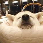 スヤァ……(画像提供:くーさんママさん @kukuri_shibainu)