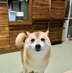 お耳もお目々も全て可愛い!(画像提供:T.Katsumiさん)