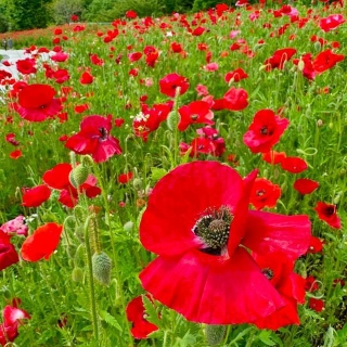 大芝生広場のシャーレポピー。4月下旬の様子(愛・地球博記念公園モリコロパークのインスタグラムから)