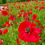 大芝生広場のシャーレポピー。4月下旬の様子(愛・地球博記念公園モリコロパークのインスタグラムから)