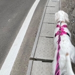 安全のためダブルリードをつけて愛犬の散歩をしていると……ノーリードの中型犬が襲いかかってきた!(画像提供:みのかさ さん)
