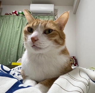 飼い主さんを起こすまいとしたクウちゃん(飼い主さん提供)