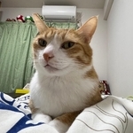 飼い主さんを起こすまいとしたクウちゃん(飼い主さん提供)