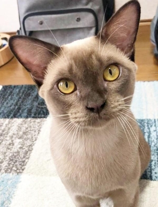 おうちに迎えられたころ。神秘的な容姿が素敵なクウちゃん(画像提供:Daiさん)