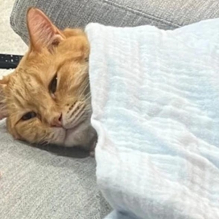 ガーゼのタオルを猫ちゃんの上に(画像提供:そら@ネコ垢さん)※一部トリミング