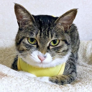 ベッド上からずるっと落ちてしまったクーちゃん(画像提供:いえもりさん)