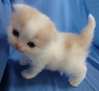 天使のような表情で写る生後間もないティーちゃん/mayuneko_teaさん提供