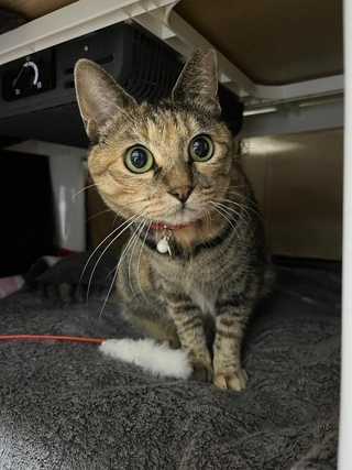 メルモちゃん(おたむさん提供)