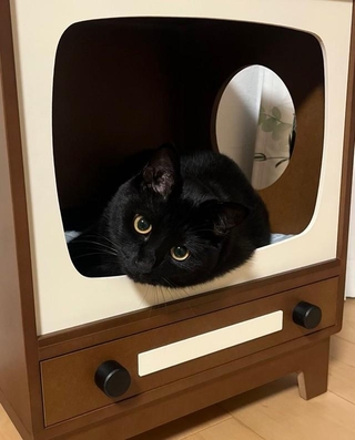 テレビの中でリラックス中~(画像提供:うに3才さん)