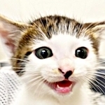 生後2カ月、お家に迎えられたころのセロイくん