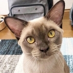 おうちに迎えられたころ。神秘的な容姿が素敵なクウちゃん(画像提供:Daiさん)