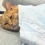 ガーゼのタオルを猫ちゃんの上に(画像提供:そら@ネコ垢さん)※一部トリミング