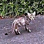 保護時、体重700グラム、右後脚の骨が突き出し大ケガを負っていたちゃちゃまるちゃん(画像提供:ろばちゃむさん)