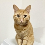 入居審査のために提出されたむぎくんの写真(画像提供:むぎと人間さん)