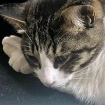 猫ちゃんが連れてきた謎の“おみやげ”とは…/はいらずんばさん(@HairazunbaY)提供