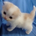 天使のような表情で写る生後間もないティーちゃん/mayuneko_teaさん提供